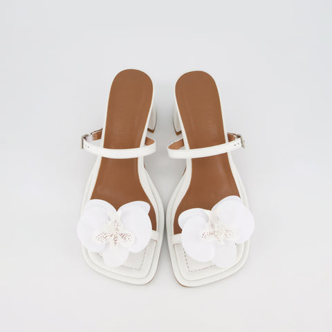 Lucia - White Orchid